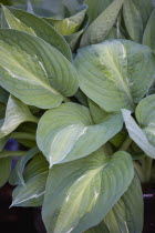 Plants, Hosta, Striptease, Green leaves with white strip giving the plant it's name.