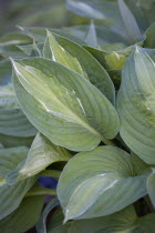 Plants, Hosta, Striptease, Green foliage with white strip giving the plant it's name.