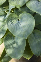 Plants, Hosta, Large green heart shaped leaves.