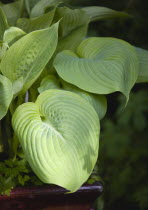Hosta, Sum and Substance, Plantain lily, Large heart shaped green leaves.