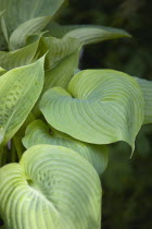 Hosta, Sum and Substance, Plantain lily, Large heart shaped green leaves.