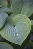 Plants, Hosta, Green heart shaped leaves with water droplets.
