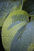 Plants, Hosta, Large heart shaped variegated green leaves with water droplets.