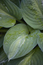 Plants, Hosta, Striptease, Green foliage with white strip giving the plant it's name and water droplets on the leaves.