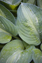 Plants, Hosta, Striptease, Green foliage with white strip giving the plant it's name and water droplets on the leaves.