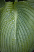 Hosta, Sum and Substance, Plantain lily, Large heart shaped green leaves with water droplets.