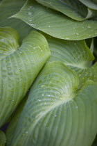 Plants, Hosta, Sum and Substance, Large heart shaped green leaves of the Plantain lily with water droplets.