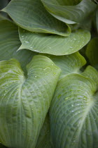 Plants, Hosta, Sum and Substance, Large heart shaped green leaves of the Plantain lily with water droplets.
