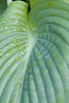 Plants, Hosta, Sum and Substance, Large heart shaped green leaves of the Plantain lily with water droplets.