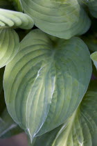 Plants, Hosta, Striptease, Green foliage with white strip giving the plant it's name.