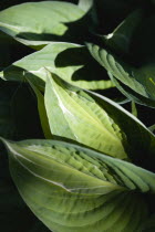 Plants, Hosta, Striptease, Green foliage with white strip giving the plant it's name.