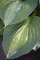 Plants, Hosta, Striptease, Green foliage with white strip giving the plant it's name.