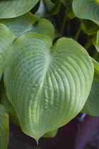Plants, Hosta, Sum and Substance, Large heart shaped green leaves of the Plantain lily.