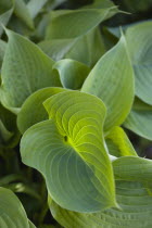 Plants, Hosta, Sum and Substance, Large heart shaped green leaves of the Plantain lily.