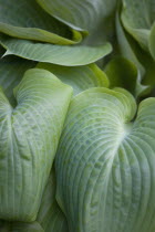 Plants, Hosta, Sum and Substance, Large heart shaped green leaves of the Plantain lily.