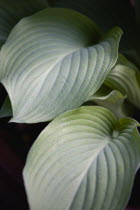 Plants, Hosta, Large green leaves.