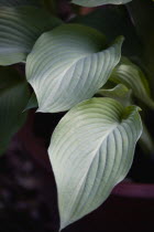 Plants, Hosta, Large green leaves.