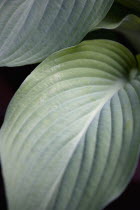 Plants, Hosta, Large green leaves.