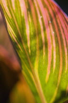 Plants, Canna, Tropicanna, variegated red yellow and green striped leaves backlit.