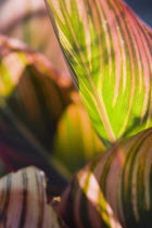 Plants, Canna, Tropicanna, variegated red yellow and green striped leaves backlit.