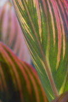 Plants, Canna, Tropicanna, variegated red yellow and green striped leaves backlit.