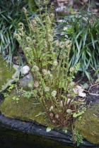 Plants, Ferns, Leaves of Dryopteris filix-mas or Male fern unfurling beside a garden pond.