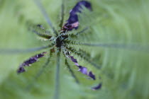 Plants, Ferns, Matteuccia struthiopteris, Shuttlecock fern fronds seen from above.