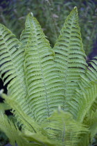 Plants, Ferns, Leaves of Dryopteris filix-mas or Male fern unfurling.