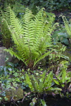 Plants, Ferns, Leaves of Dryopteris filix-mas or Male fern unfurling beside a garden pond with a Hart's Tongue fern, Asplenium scolopendrium, in foreground.