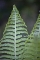 Plants, Ferns, Leaves of Dryopteris filix-mas or Male fern unfurling.