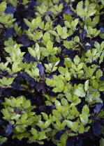 Plants, Shrubs, Pittosporum tenuifolium, Deep purple undulate leaves with contrasting light green young growth of the evergreen shrub Tawhiwhi 'Tom Thumb'.