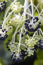 Plants, Shrubs, Fatsia Japonica, Japanese aralia, Black and green ripening fruit growing in clusters on the branch of the plant.