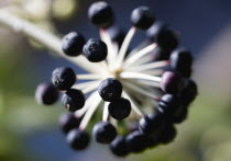 Plants, Shrubs, Fatsia Japonica, Japanese aralia, Black ripe fruit growing in clusters on the branch of the plant.