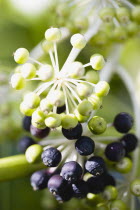 Plants, Shrubs, Fatsia Japonica, Japanese aralia, Black and green ripening fruit growing in clusters on the branch of the plant.