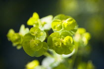 Plants, Flowers, Euphorbia amygdaloides robbiae, Light green flowers on bracts of Wood spurge also known as Mrs Robb's bonnet.