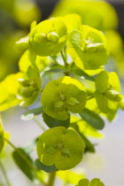 Plants, Flowers, Euphorbia amygdaloides robbiae, Light green flowers on bracts of Wood spurge also known as Mrs Robb's bonnet.