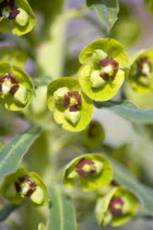 Plants, Flowers, Euphorbia amygdaloides robbiae, Light green flowers on bracts of Wood spurge also known as Mrs Robb's bonnet.