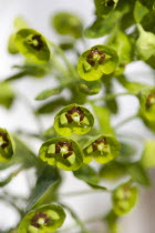 Plants, Flowers, Euphorbia amygdaloides robbiae, Light green flowers on bracts of Wood spurge also known as Mrs Robb's bonnet.