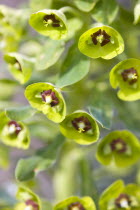 Plants, Flowers, Euphorbia amygdaloides robbiae, Light green flowers on bracts of Wood spurge also known as Mrs Robb's bonnet.