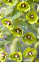 Plants, Flowers, Euphorbia amygdaloides robbiae, Light green flowers on bracts of Wood spurge also known as Mrs Robb's bonnet.