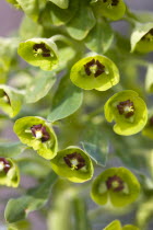 Plants, Flowers, Euphorbia amygdaloides robbiae, Light green flowers on bracts of Wood spurge also known as Mrs Robb's bonnet.