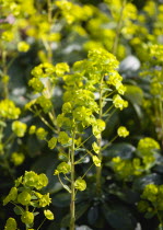 Plants, Flowers, Euphorbia amygdaloides robbiae, Light green flowers on bracts of Wood spurge also known as Mrs Robb's bonnet.