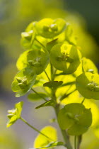 Plants, Flowers, Euphorbia amygdaloides robbiae, Light green flowers on bracts of Wood spurge also known as Mrs Robb's bonnet.