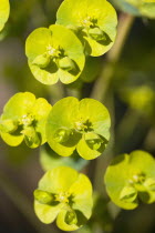 Plants, Flowers, Euphorbia amygdaloides robbiae, Light green flowers on bracts of Wood spurge also known as Mrs Robb's bonnet.