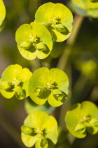 Plants, Flowers, Euphorbia amygdaloides robbiae, Light green flowers on bracts of Wood spurge also known as Mrs Robb's bonnet.