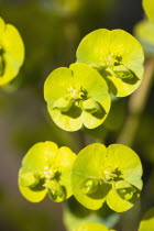 Plants, Flowers, Euphorbia amygdaloides robbiae, Light green flowers on bracts of Wood spurge also known as Mrs Robb's bonnet.