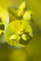 Plants, Flowers, Euphorbia amygdaloides robbiae, Light green flowers on bracts of Wood spurge also known as Mrs Robb's bonnet.