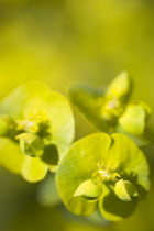 Plants, Flowers, Euphorbia amygdaloides robbiae, Light green flowers on bracts of Wood spurge also known as Mrs Robb's bonnet.