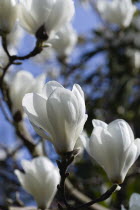 Plants, Trees, Magnolia  soulangeana 'Alba Superba', Abundant white flowers on branches of a Magnolia tree.