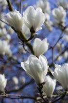 Plants, Trees, Magnolia  soulangeana 'Alba Superba', Abundant white flowers on branches of a Magnolia tree.